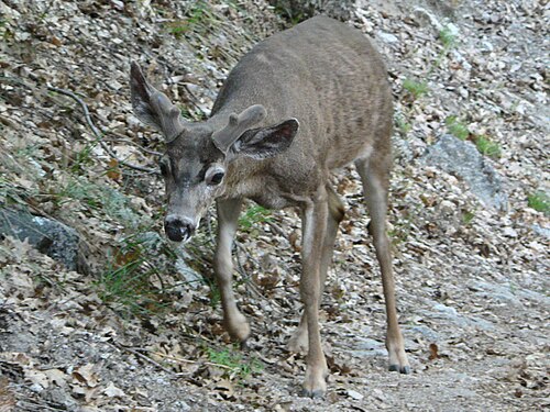California mule deer